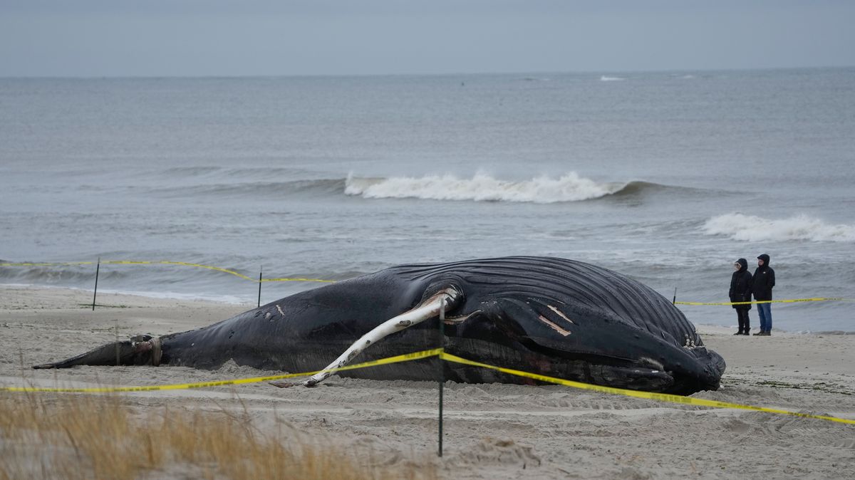 Video: Další oběť záhadného úhynu velryb na východě USA